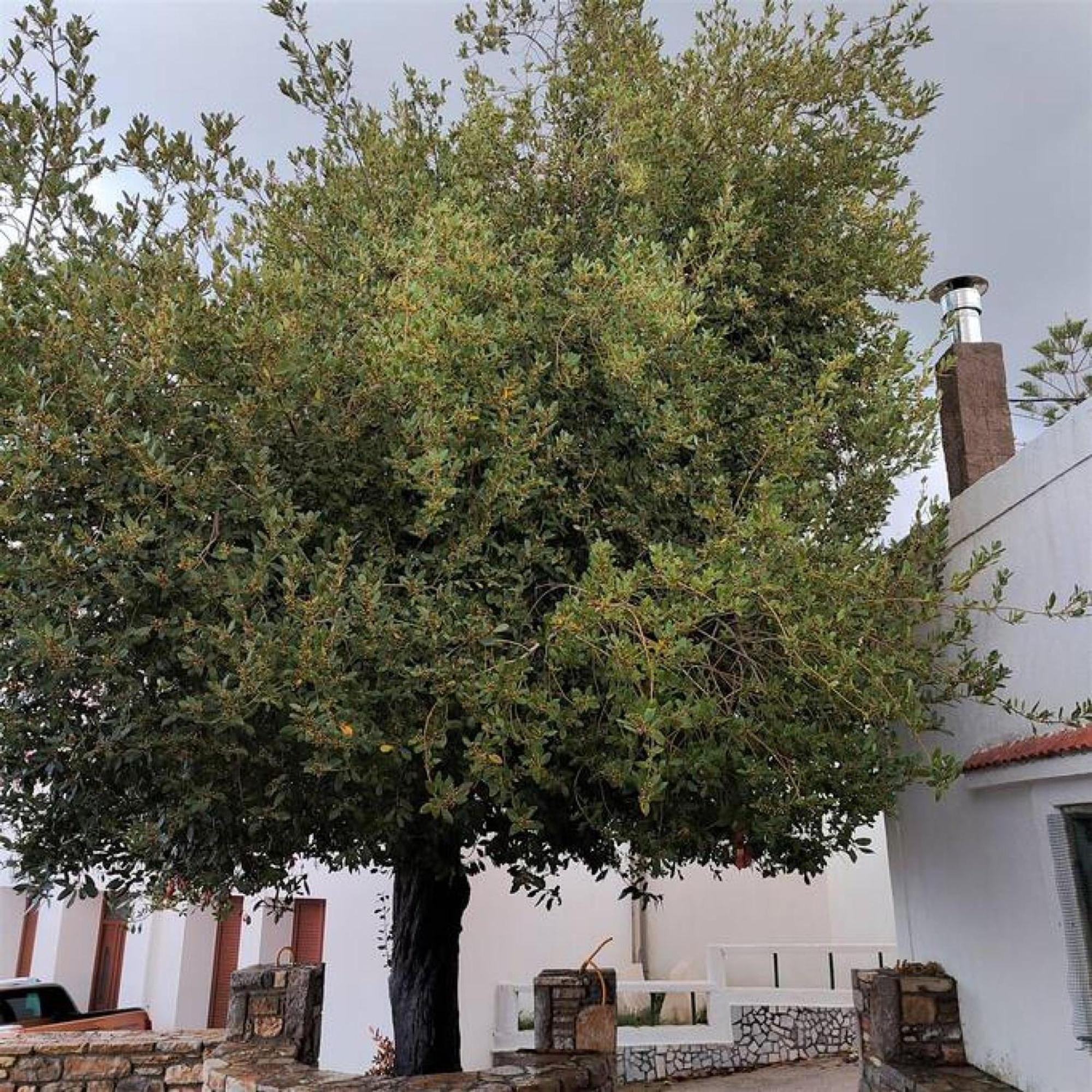 Laurel Lk In Rhodes Case de vacanță